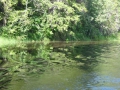 DSC03929_800x600
