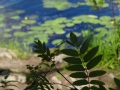 DSC04099_800x600
