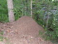 DSC04300_800x600