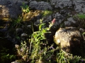 DSC04354_800x600