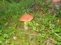 DSC07440_800x600